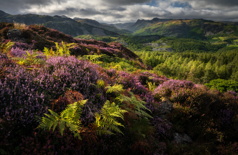 Home Lake District Summer Music Festival